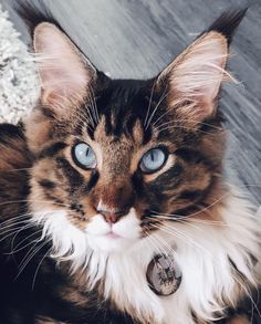 a close up of a cat with blue eyes laying on the floor next to a rug