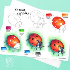 four different types of ladybugs on paper