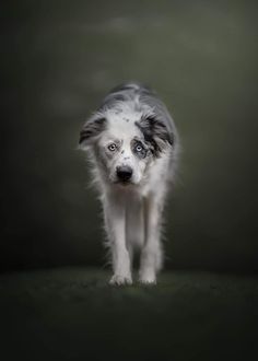 a white and gray dog with blue eyes standing in the dark looking at the camera