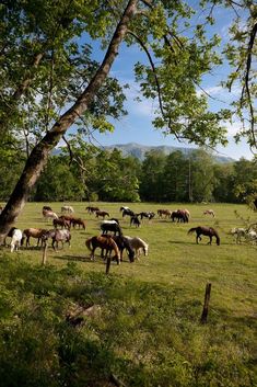 Rachel Core, Foto Cowgirl, Horse Aesthetic, Cades Cove, Chateau France, Great Smoky Mountains National Park, Smoky Mountain National Park