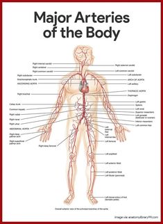 the major arterys of the body