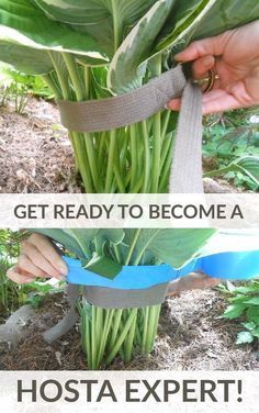 two pictures with the words how to get ready to become a hosta expert