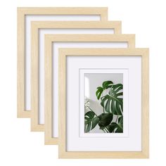 three wooden frames with plants in them on a white background, one is empty and the other has a green plant