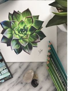 a drawing of a succulent plant on paper next to colored pencils and rocks