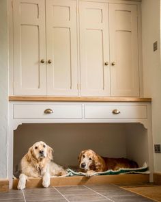 two dogs are sitting under the kitchen cabinets