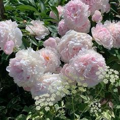 pink and white flowers are blooming in the sun on a sunny day with green leaves