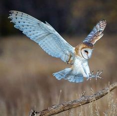 an owl is flying over a branch in a field with dry grass and brown grasses