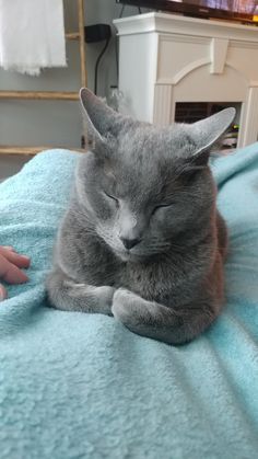 a gray cat sleeping on top of a blue blanket next to a person's hand