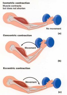 15 Best Bodyweight Exercises - Eccentric Training Anatomy 101, Delayed Onset Muscle Soreness, Types Of Muscles, Bodybuilding Program, Exercise Physiology, Muscle Anatomy, Muscle Contraction, Human Anatomy And Physiology