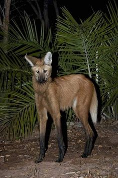 a small brown animal standing in front of some palm trees and bushes at night time