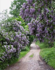 a dirt road surrounded by purple flowers and trees