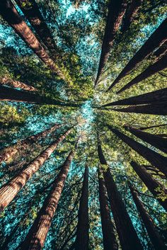 looking up at tall trees in the forest