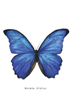 a blue butterfly with the words morpho didius on it's wings