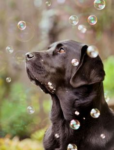 a black dog with bubbles in its mouth