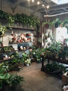 a room filled with lots of potted plants and hanging shelves full of houseplants