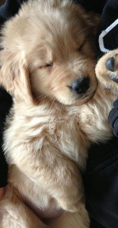 a small puppy sleeping on top of someone's lap