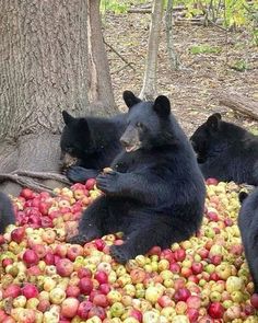 four black bears are eating apples in an apple tree filled with red and green apples