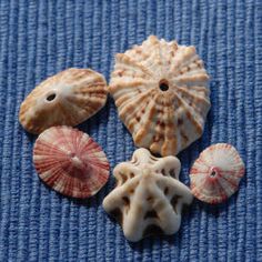 four seashells are arranged on a blue surface