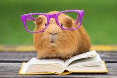 a guinea pig wearing glasses reading a book