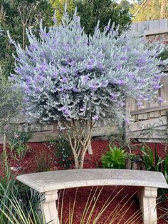 a bench sitting in the middle of a garden next to a tree and shrubbery