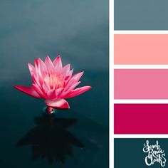 a pink flower floating on top of a body of water next to color swatches