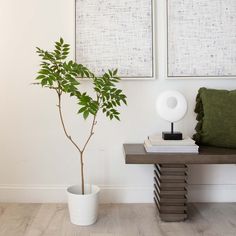 a plant in a white vase next to two framed pictures on the wall above a table