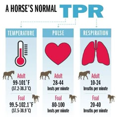 a horse's normal temperature is shown in the diagram, and there are two different types