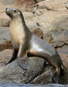 a seal sitting on top of a rock next to water