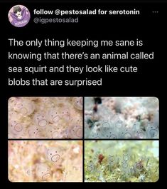 four different types of sea squirts with the caption's above them