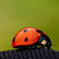 a lady bug sitting on top of a black piece of cloth