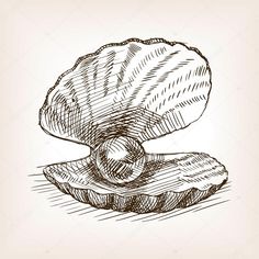 an open seashell on a white background, hand drawn illustration stockvectors