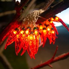 some lights are hanging from a tree branch