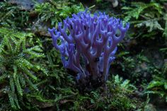 a close up of a purple plant on a mossy surface with lots of green plants