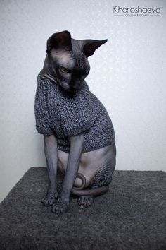 a hairless cat wearing a sweater sitting on top of a carpeted floor in front of a white wall