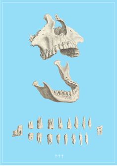 an image of different types of teeth on a blue background with the words't - shirt'written below it