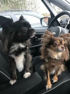 two small dogs sitting in the back seat of a car