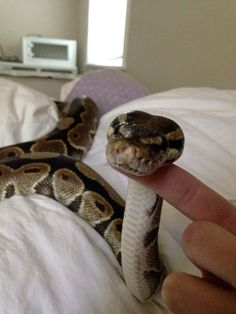 a hand holding a snake on top of a bed with white sheets and pillows in the background