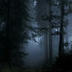 a foggy forest filled with lots of tall trees