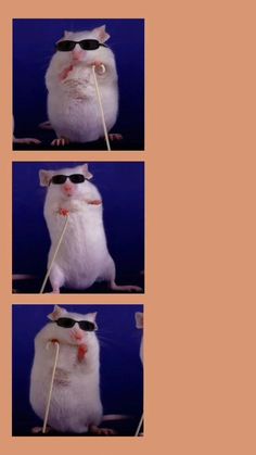 three pictures of a rat with sunglasses on it's head and holding a stick in its mouth