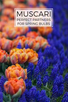 colorful flowers with the words muscari perfect partners for spring bulbs