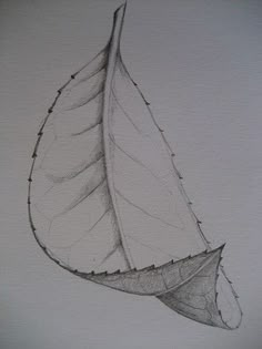 a drawing of a leaf on a white paper