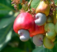 the fruit is growing on the tree and ready to be picked from it's branches