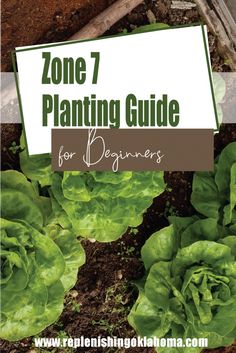 some green lettuce plants with the title zone 7 planting guide for beginners