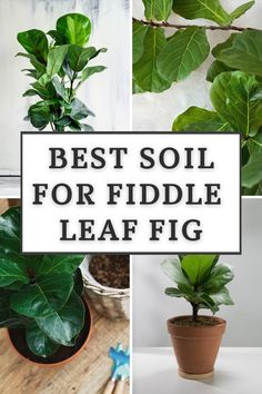 the best soil for fiddle leaf figs and how to use them in your garden