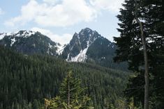 the mountains are covered with snow and trees in the foreground is a forest filled with tall pine trees