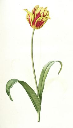 a drawing of a single flower with green leaves on the bottom and yellow petals on the top