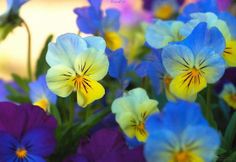 blue and yellow pansies are blooming in the garden