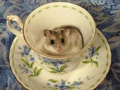 a small rodent in a tea cup and saucer