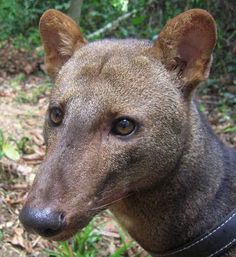 a close up of a dog wearing a collar