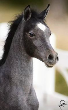 a gray horse standing in front of a white fence and looking off into the distance